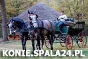 Konie w Spale
